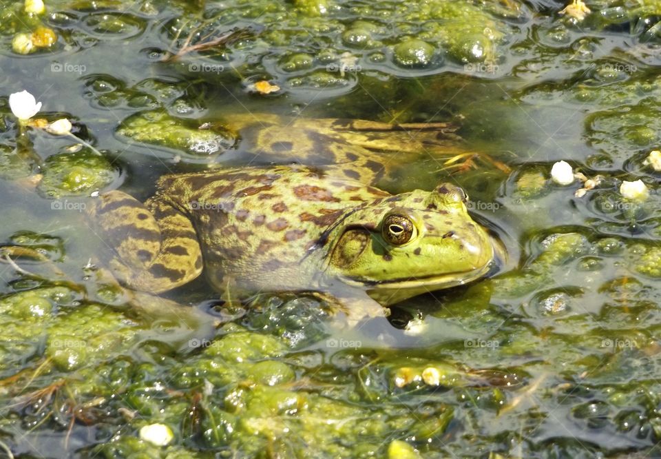 Frog in a pond