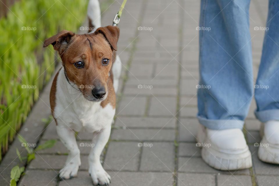 Portrait of Jack Russell on a walk.