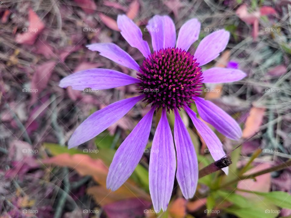Purple Coney Flo