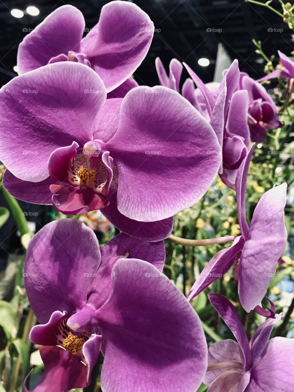 Orchids at the Orange County Convention Center Home show