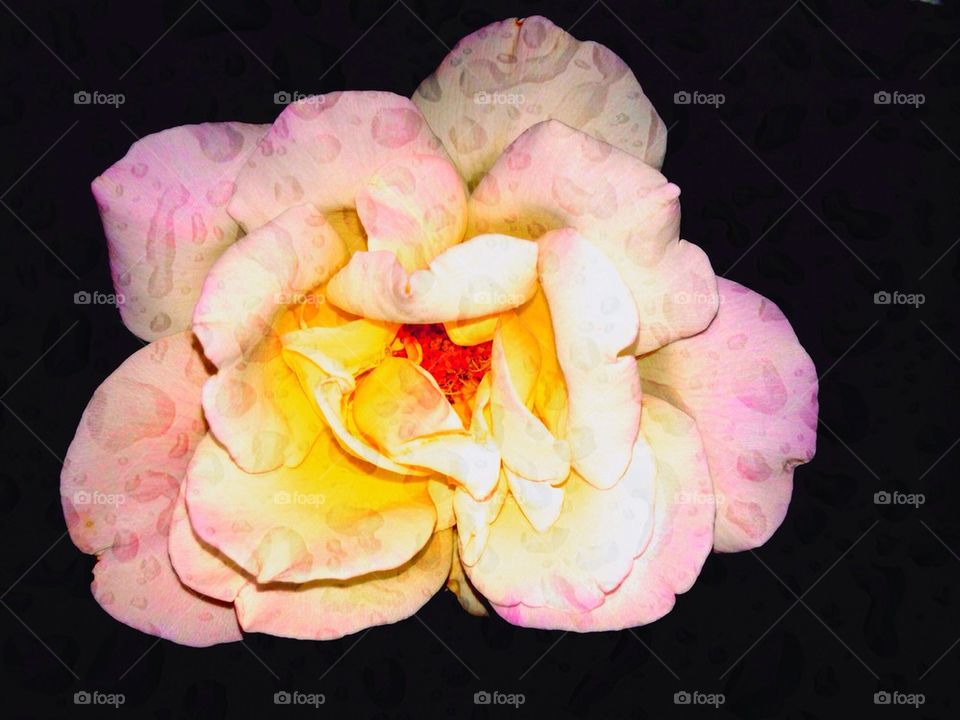 Peace rose in raindrops 