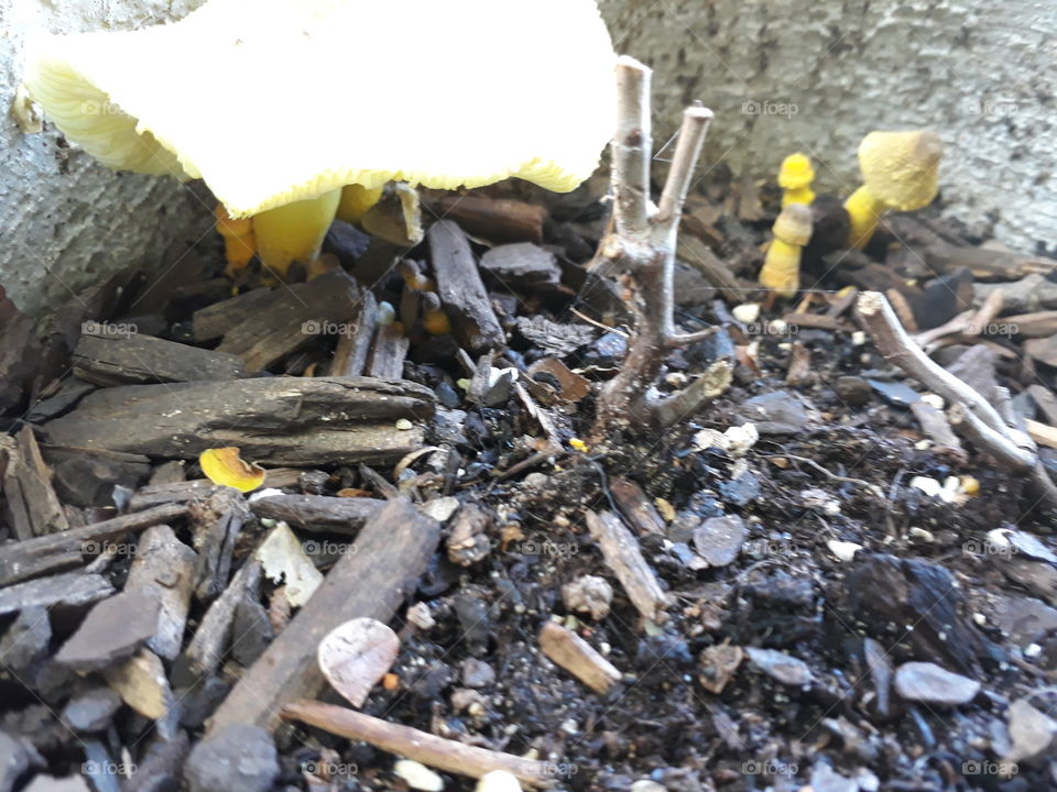 This is why they call it magic mushrooms