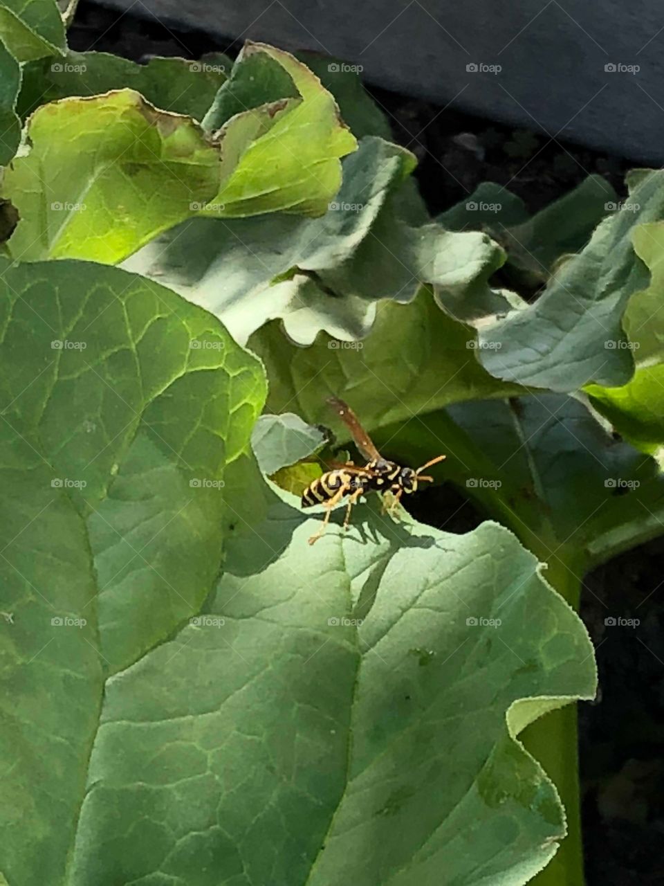 A bee and his shadow 