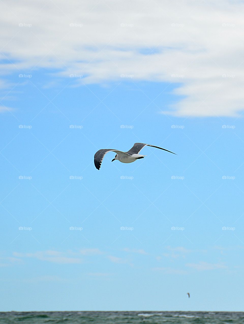 Seagull flying over the Gulf of Mexico in search of food