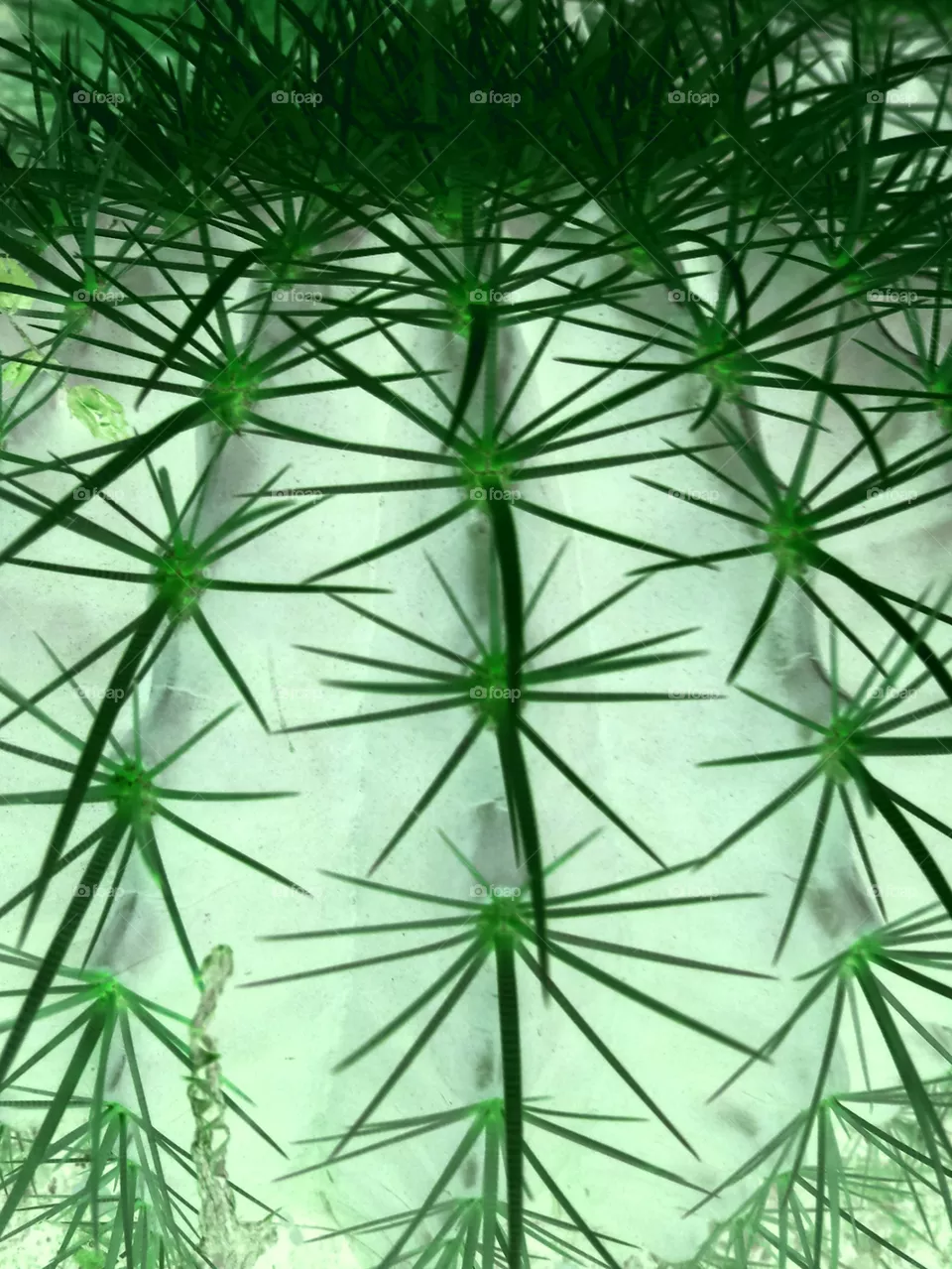 Cactus