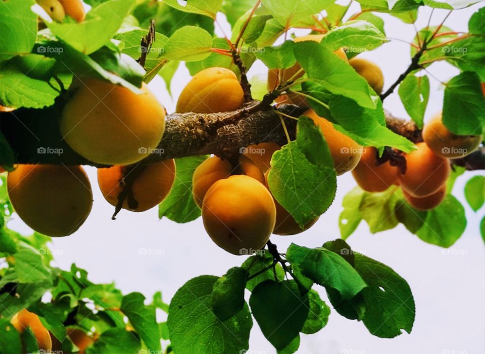 apricot fruit tree glowing in the sun
