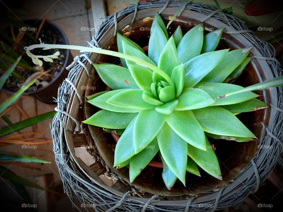 flowers in winter - budding aeonium flower