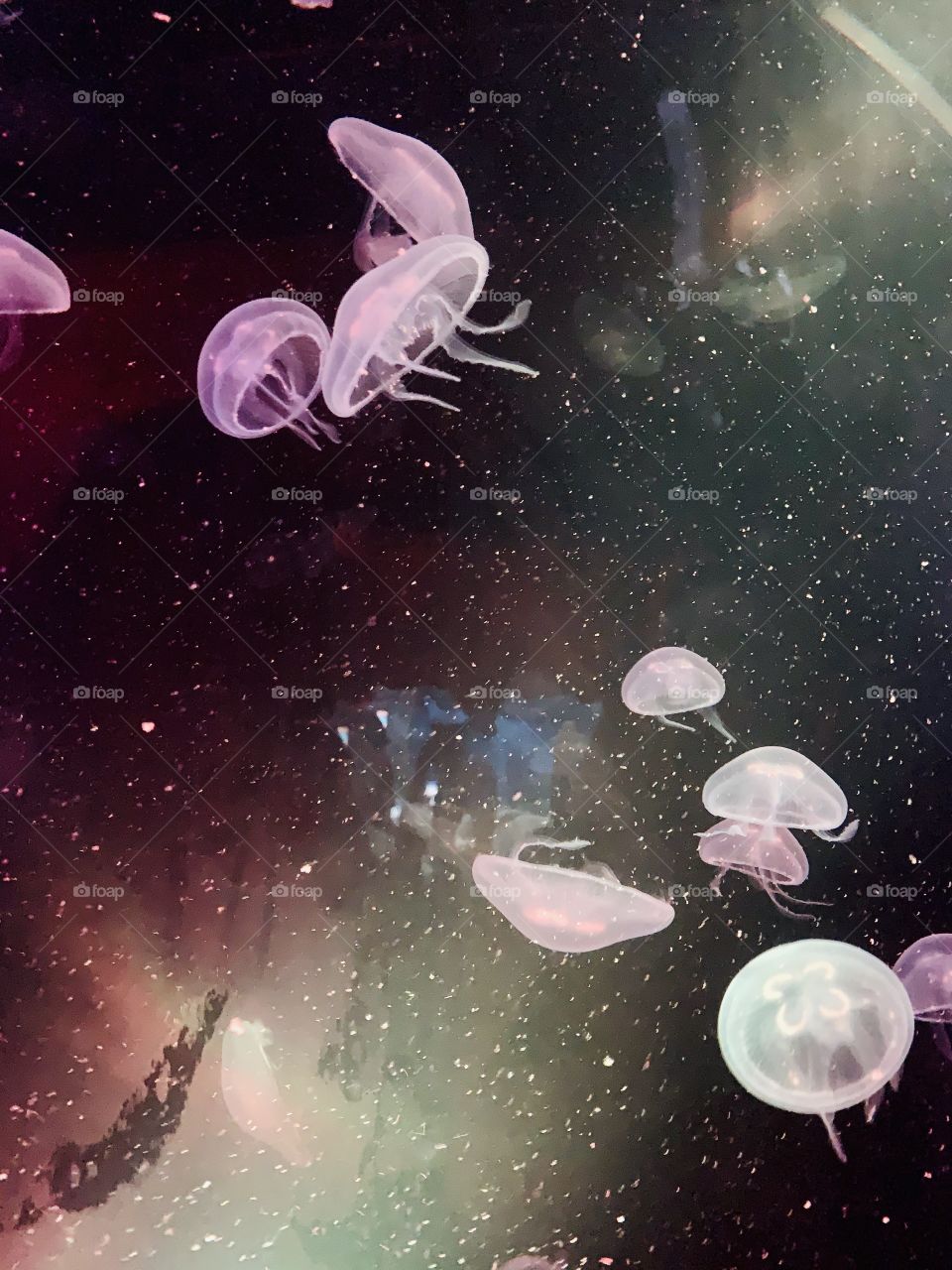 Jellyfishes