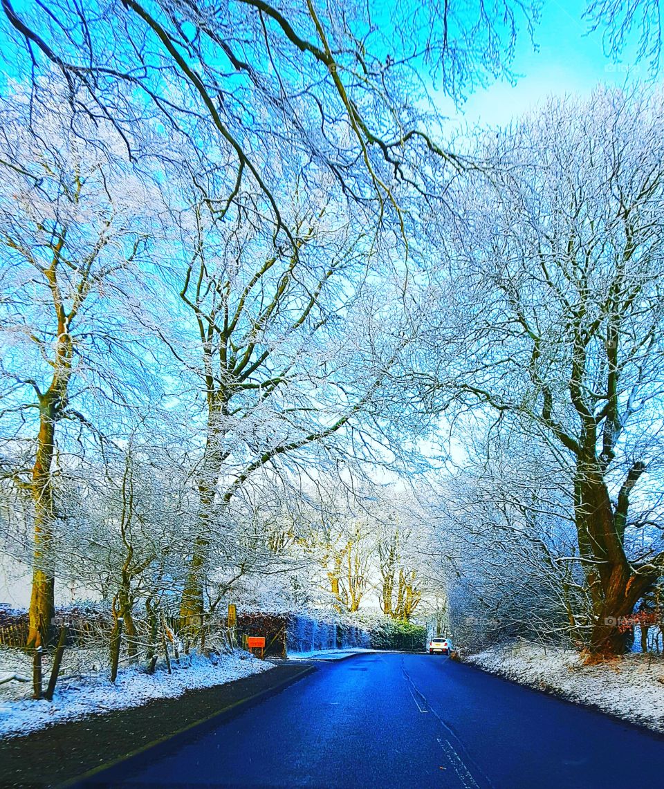 Snow, Winter, Tree, Cold, Road