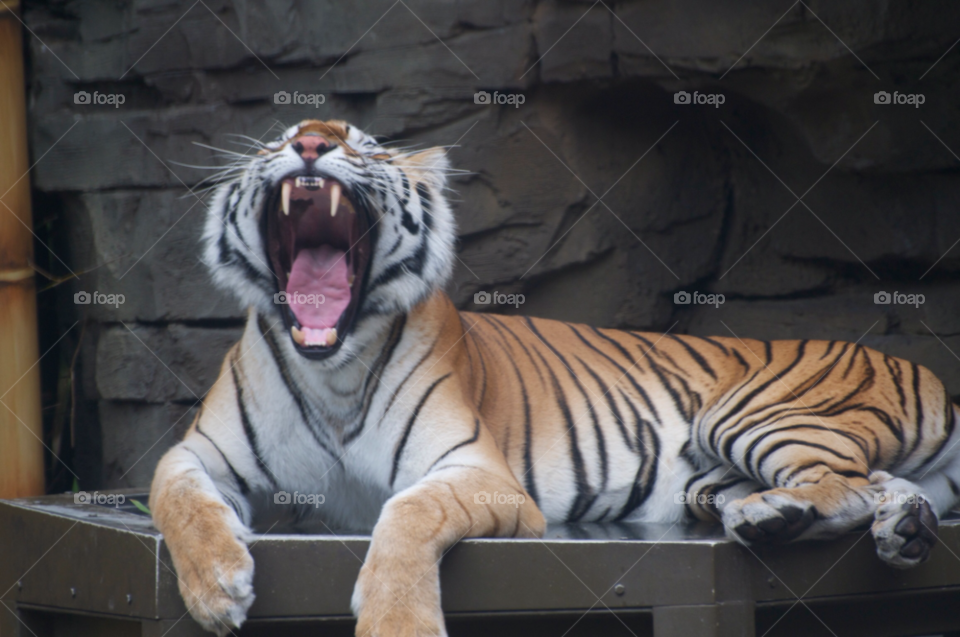 florida tiger sharp teeth big cat by cwassi