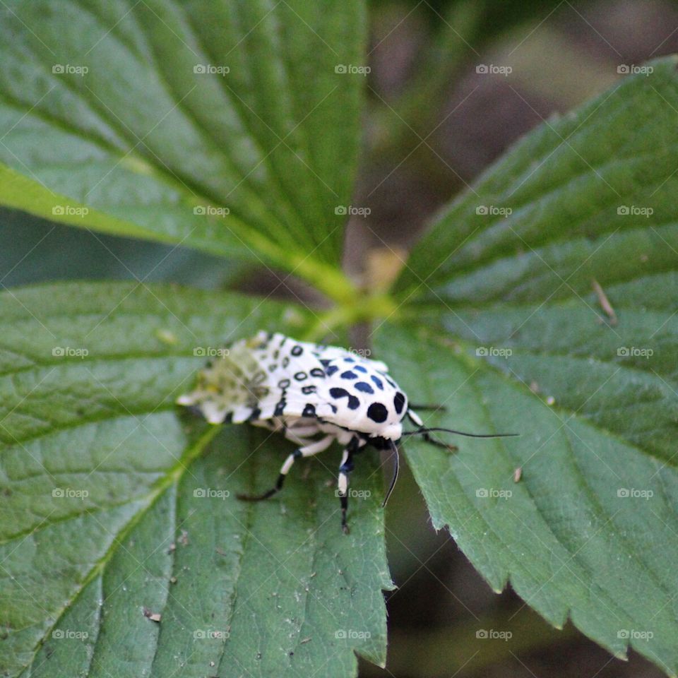 Spotted Leopard Moth 