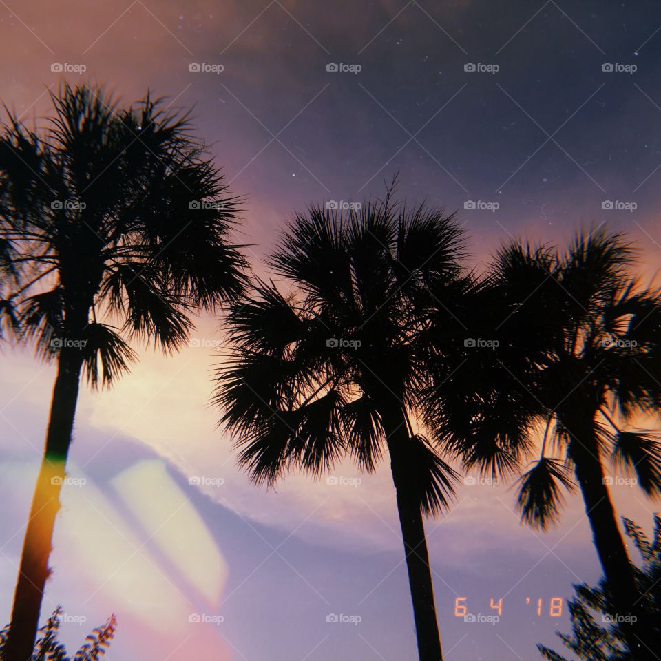 palm trees and a summer breeze 