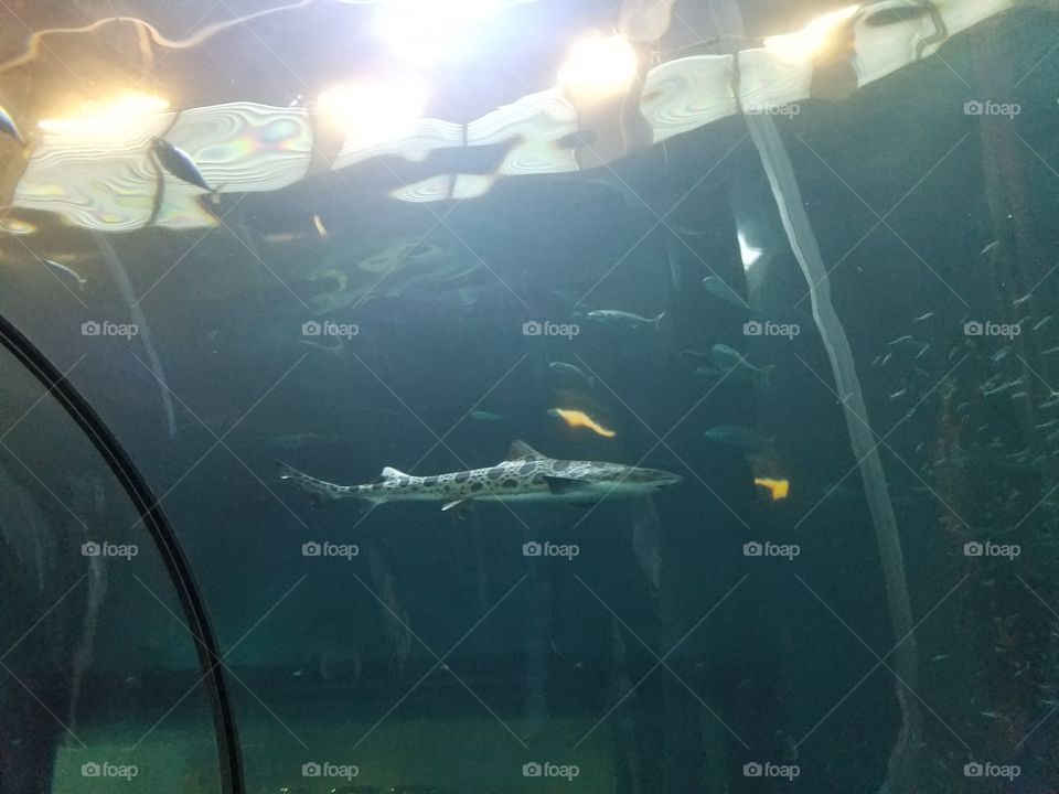 Underwater, Light, Fish, Aquarium, People