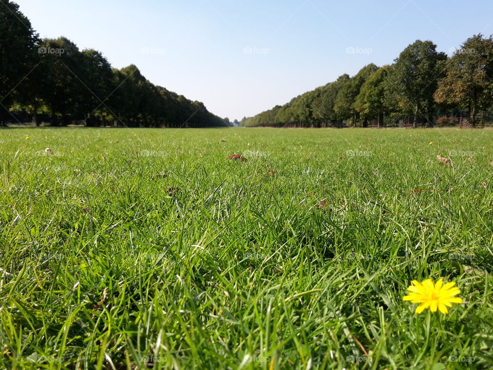 Bushy park, Hampton. Photo was taken in Bushy park, Hampton, London.