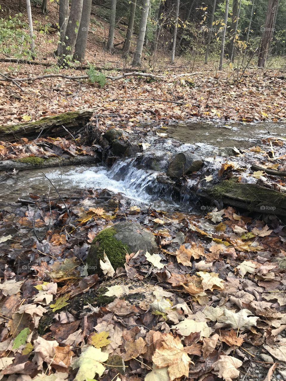 Stream in the forest during autumn 