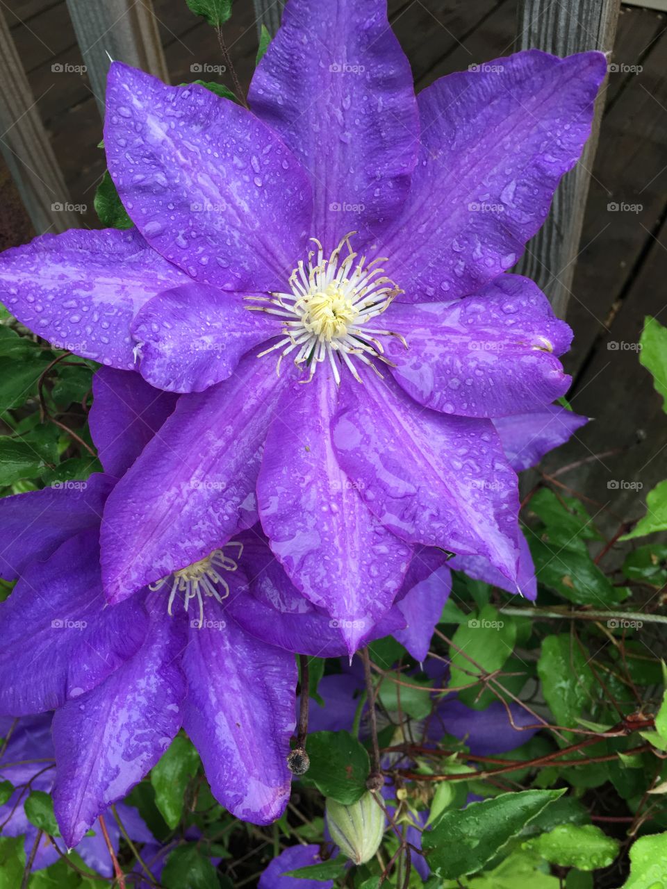 Purple raindrops 