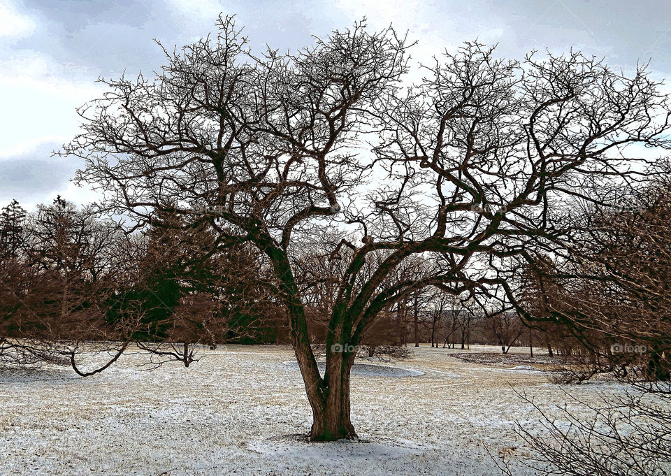 Tree in winter