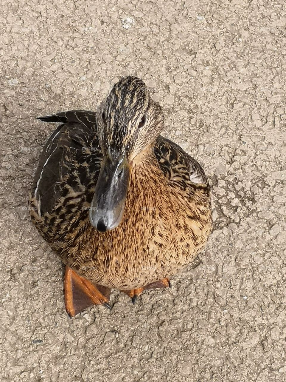 Female duck.