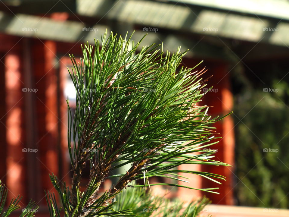 Blooming pine. A pine tree branch in sunlight