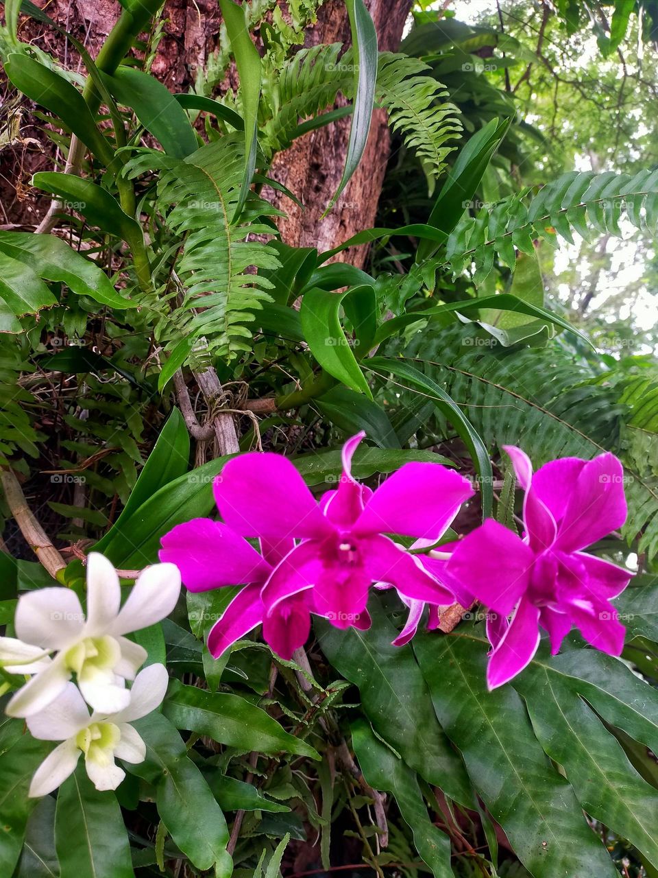 Picture of an orchid tree that looks beautiful.