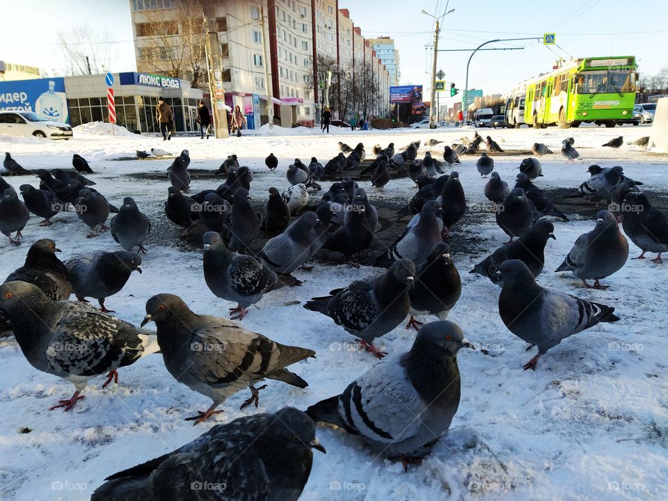 Pingeons. Sity birds