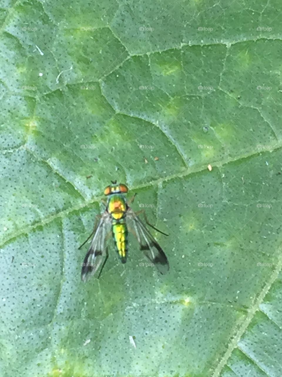 Beautiful fly. Loved the wing pattern on this tiny creature so small but so beautiful