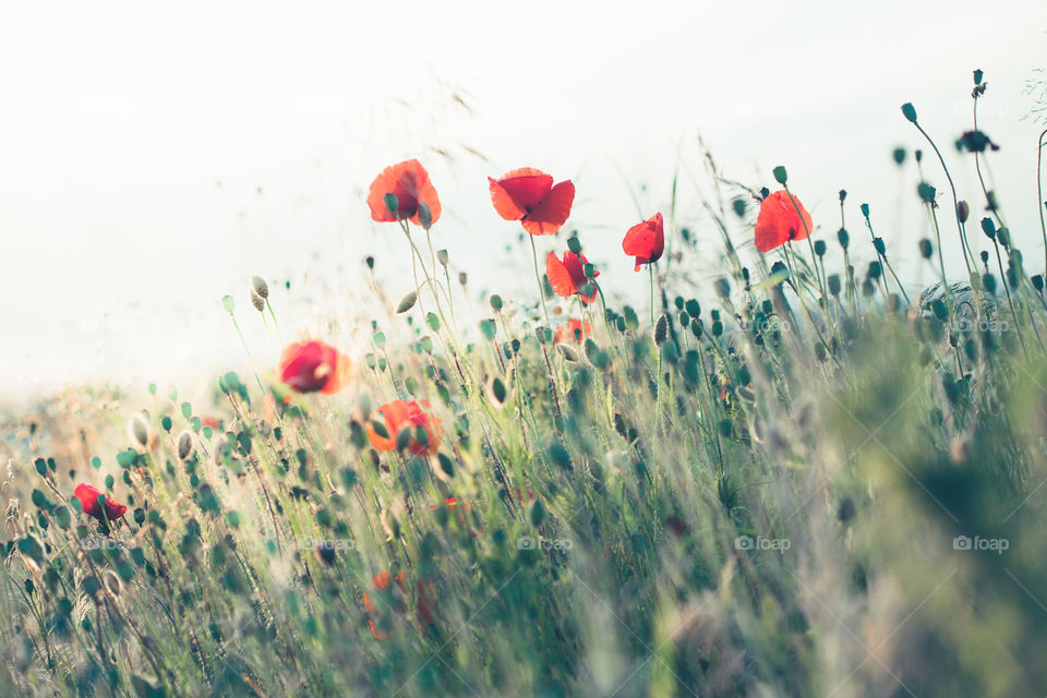 Poppies flowers and other plants in the field. Flowery meadow flooded by sunlight in the summer