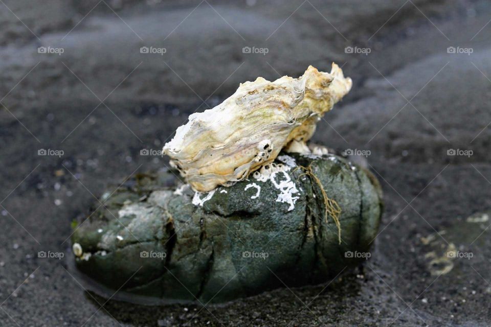 Oyster on a rock