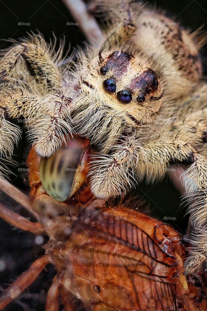 hyllus diardi with big prey