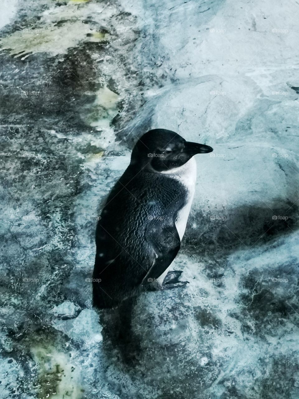 Pinguin