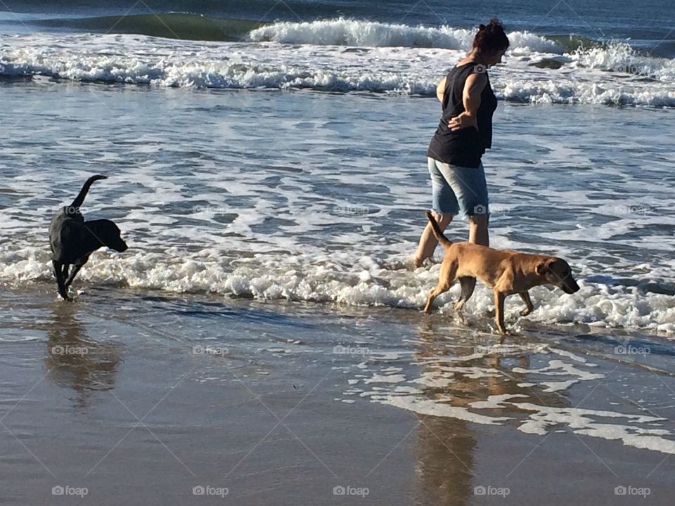 Water, Beach, Dog, Fun, Recreation