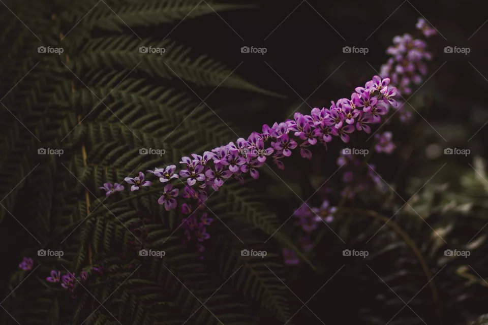 Purple flower
