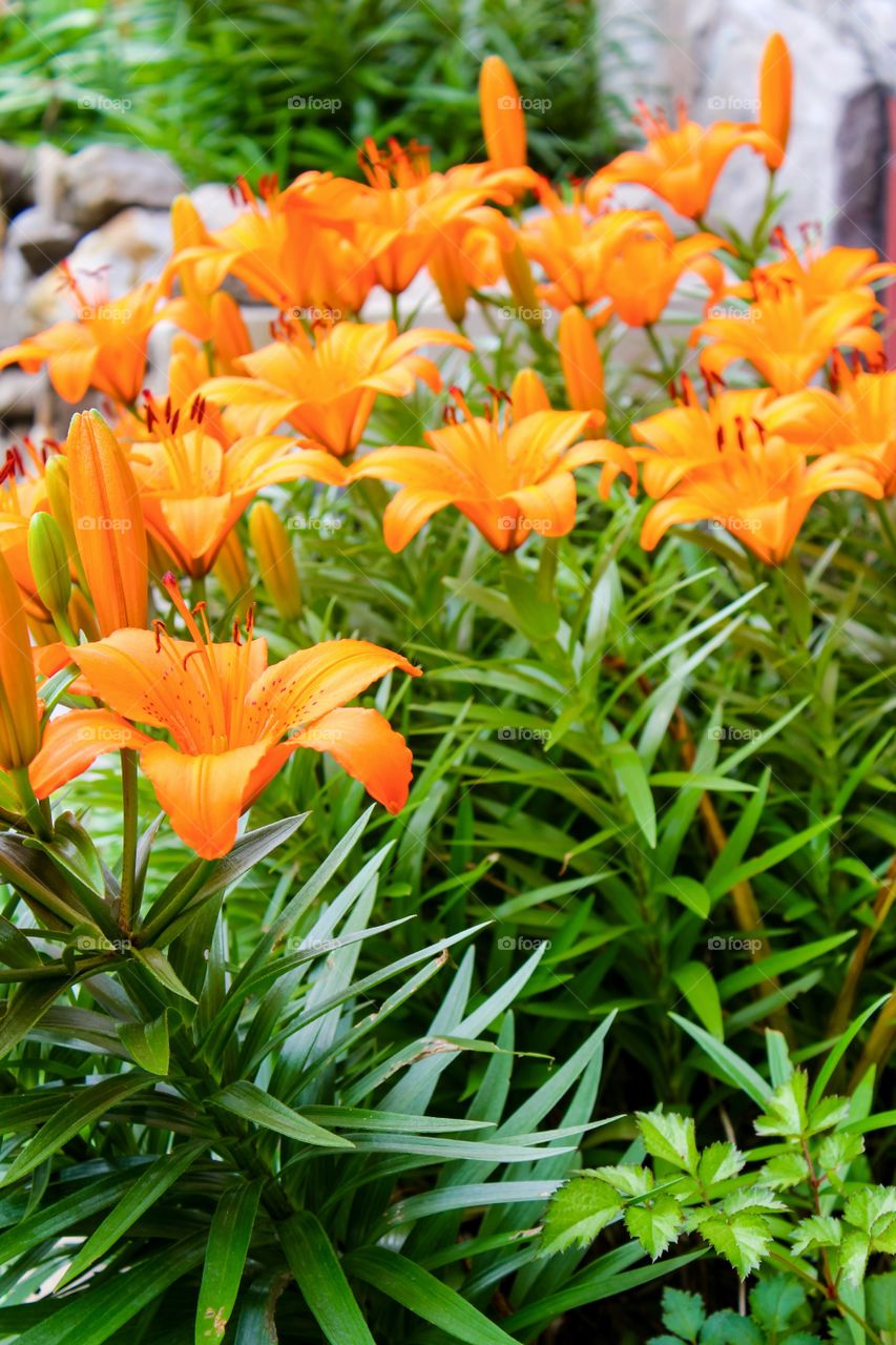 Orange flowers field