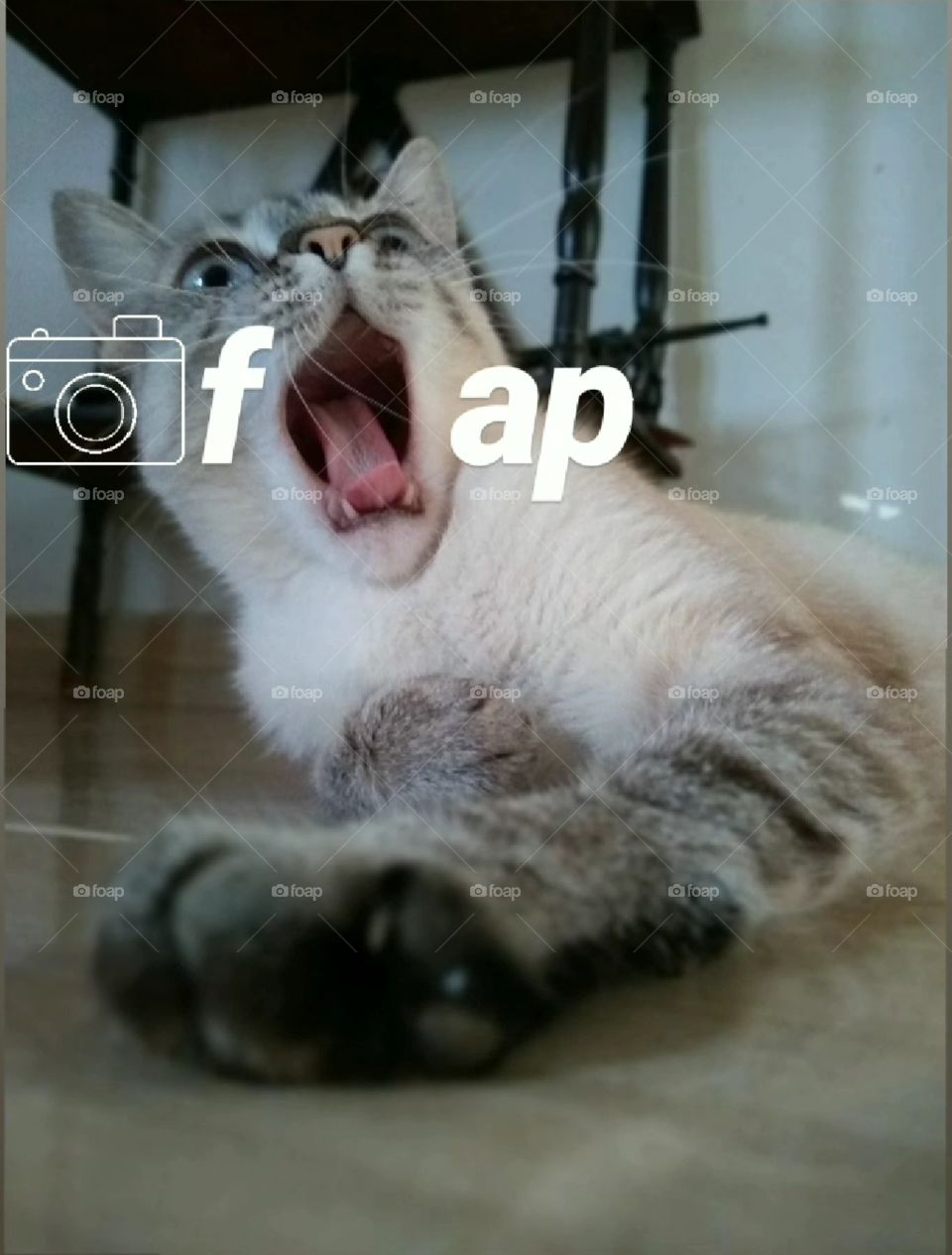 f(cat)ap