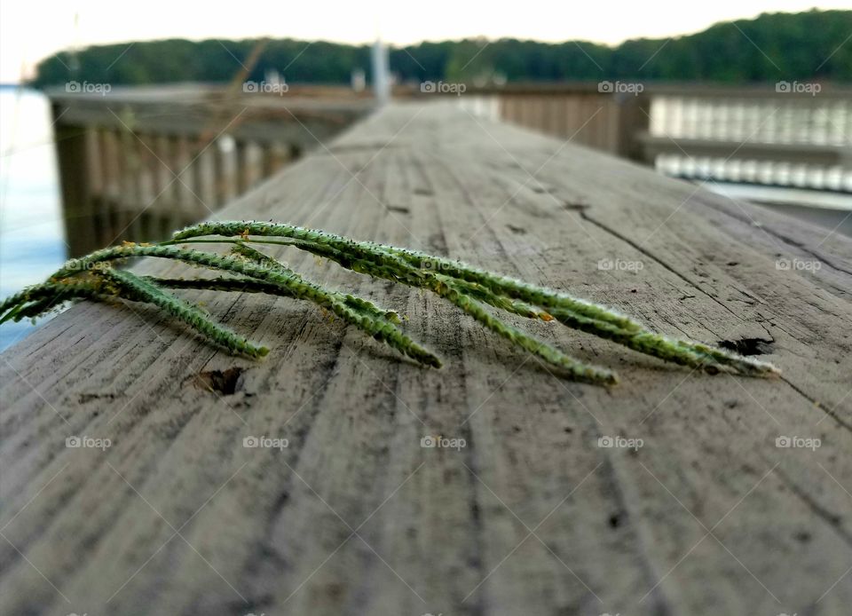 grass seeds