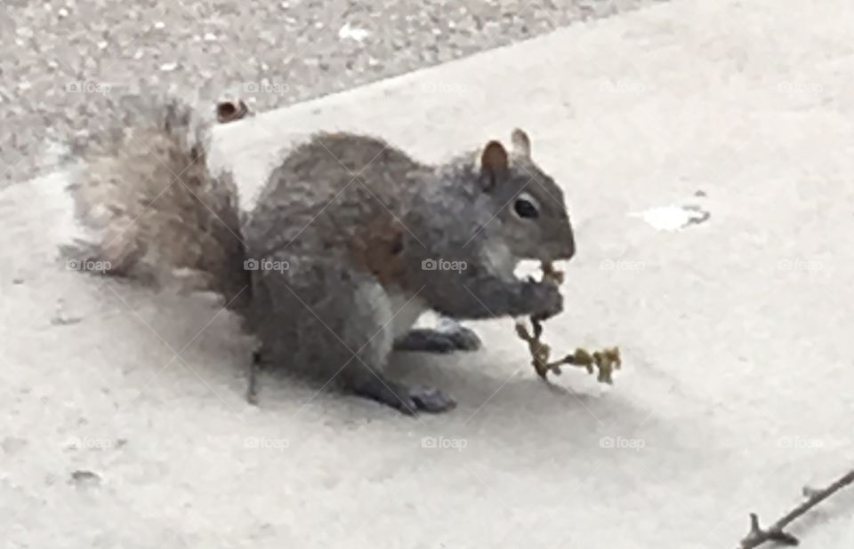 Hungry squirrel