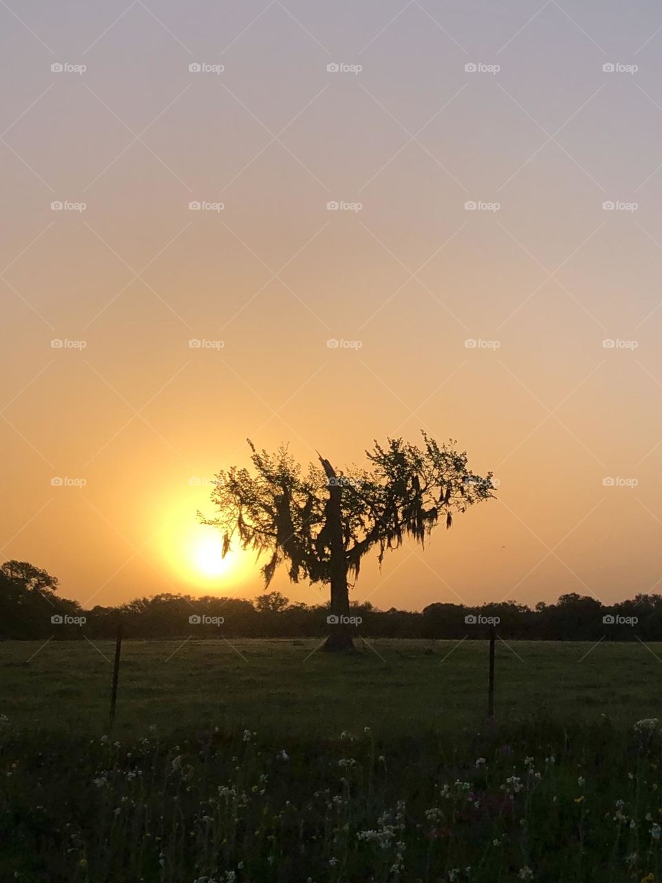 Had an early drive into town this am and was finally able to catch the sunrise with this tree in Texas 🔆