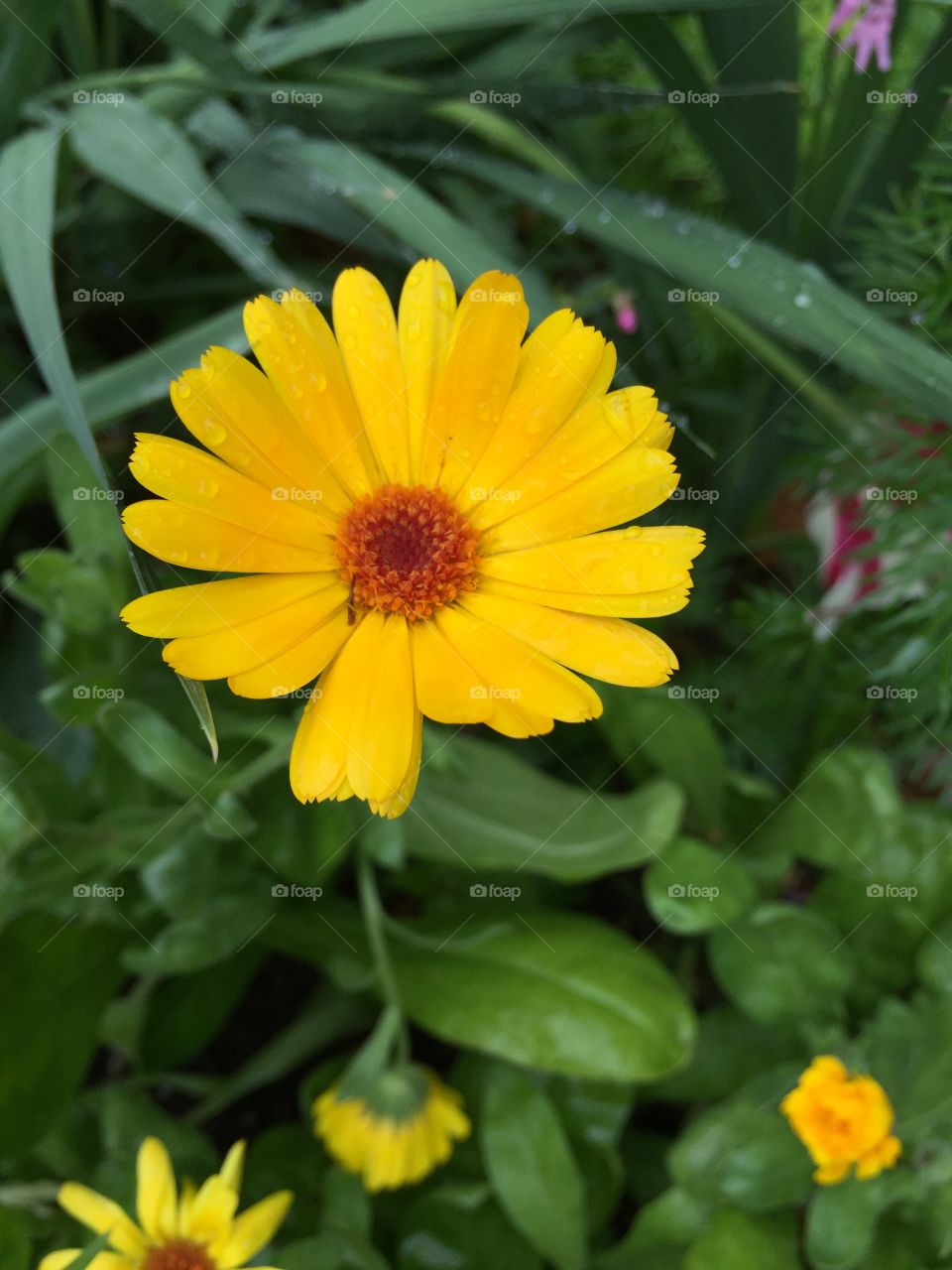 Bright yellow flower. Mount Vernon, VA.