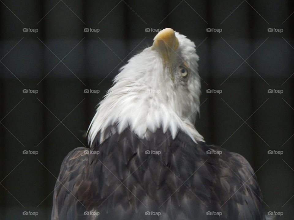 Eagle Expression