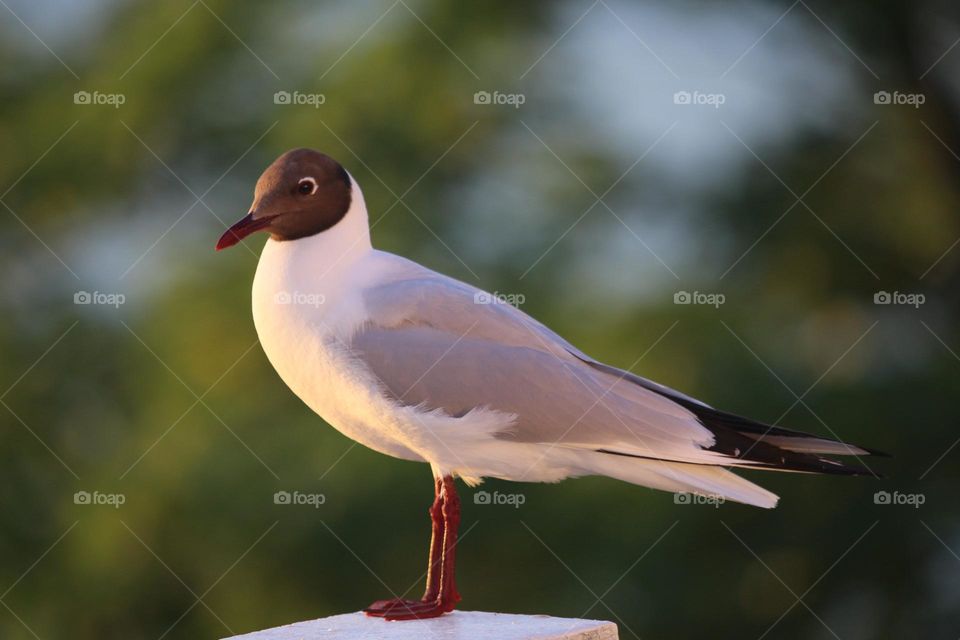 Black headed gull