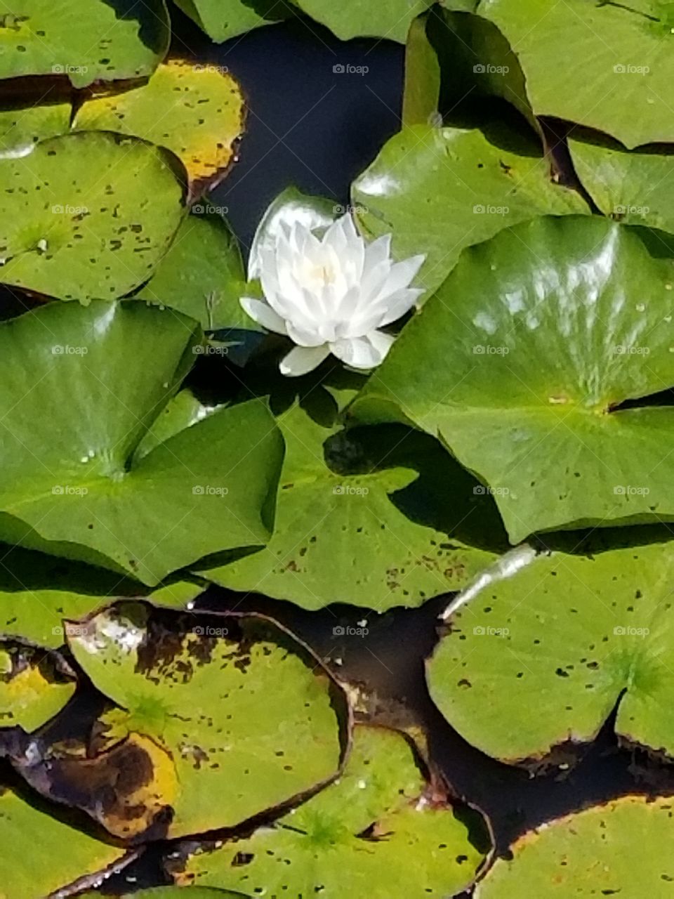 Lotus