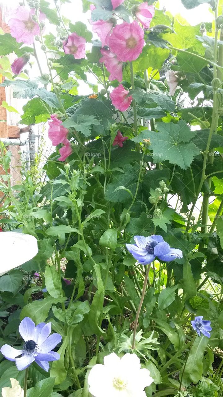 my Anemonies&Hollyhocks