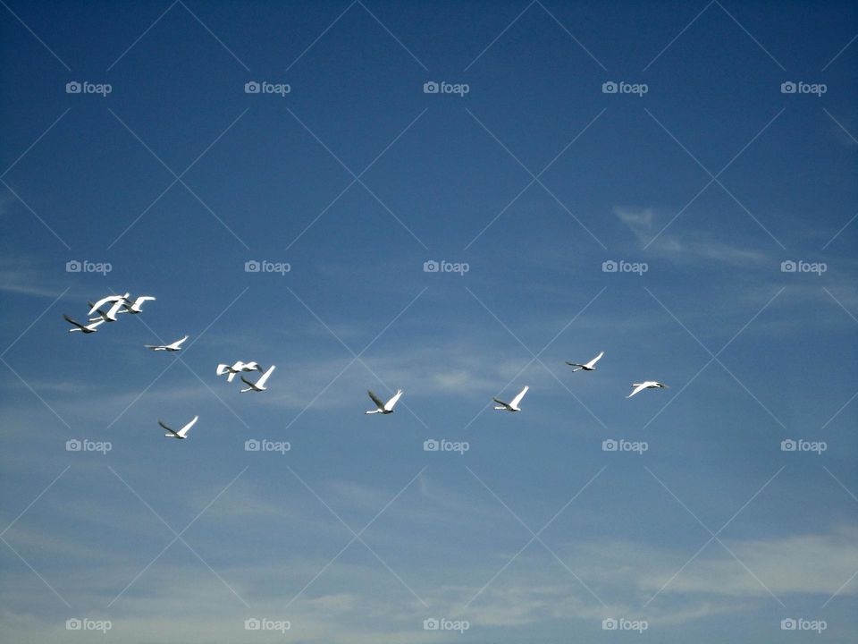 swans in flight in the blue sky