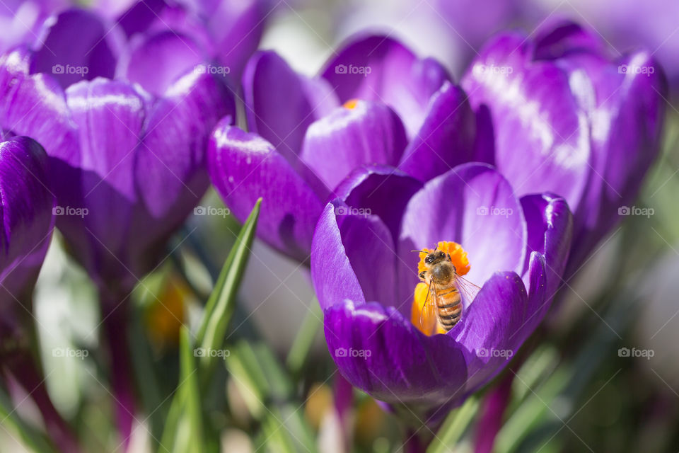 Bee collecting pollen from bright colored crocuses in early spring 