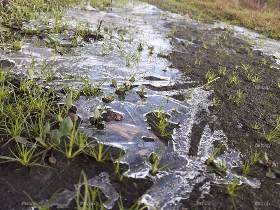 ice on the ground in a forest