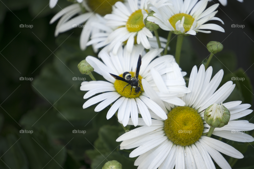 Wasp on Daisies