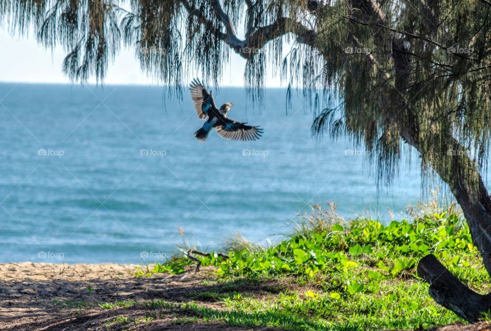 Australian Kookaburra in flight