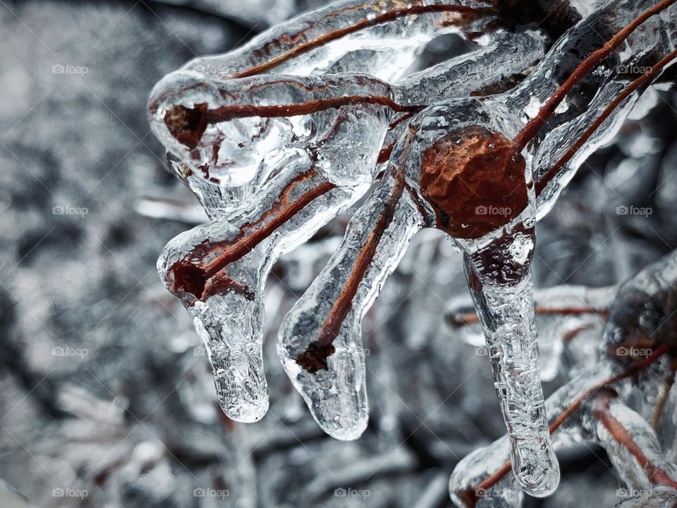 Tree branches covered by the icicles 