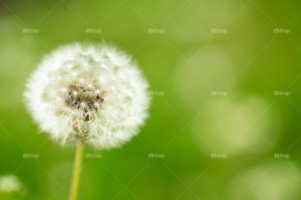 Close-up of dandelion flower