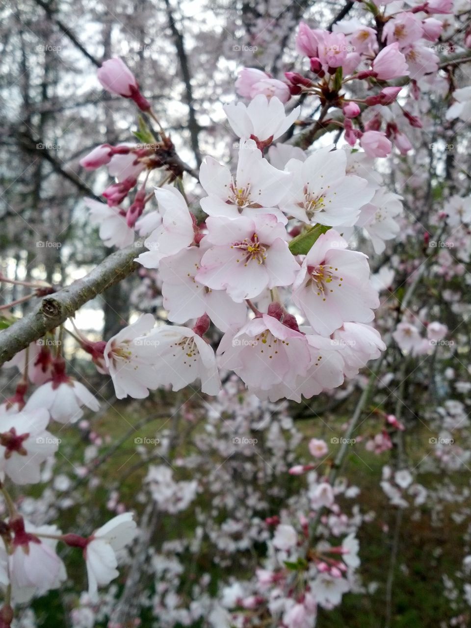 Springtime pink flowers. Tree that grows in my backyard